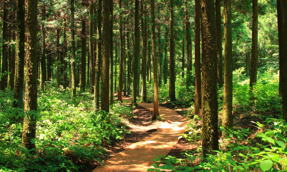 The Healing Potential of Forest Bathing