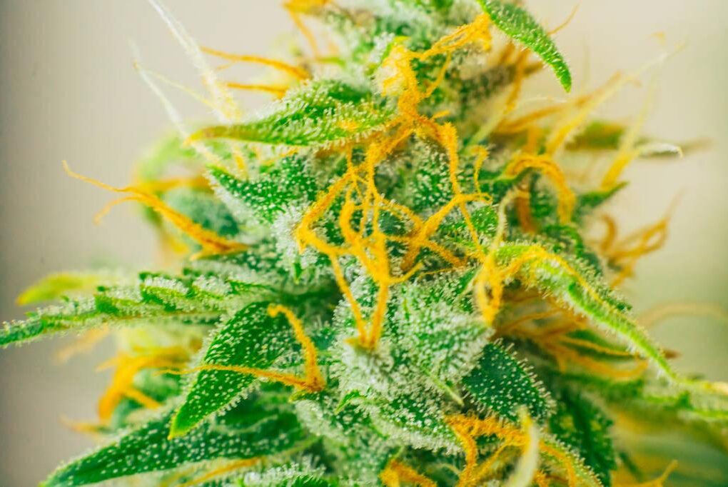 THCA Flower