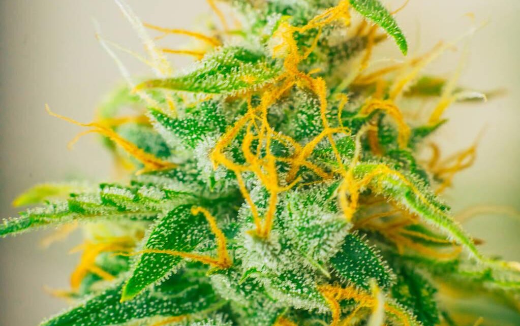 THCA Flower