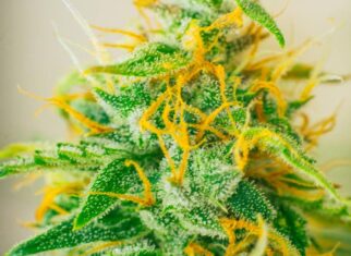 THCA Flower