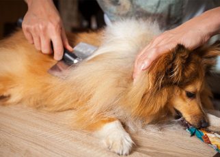 De-shedding Demystified: Does It Really Work for Your Pet?