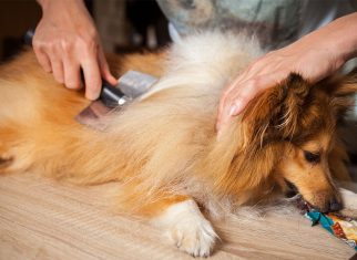 De-shedding Demystified: Does It Really Work for Your Pet?