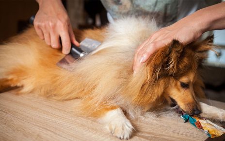 De-shedding Demystified: Does It Really Work for Your Pet?