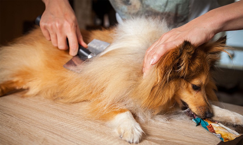 De-shedding Demystified: Does It Really Work for Your Pet?