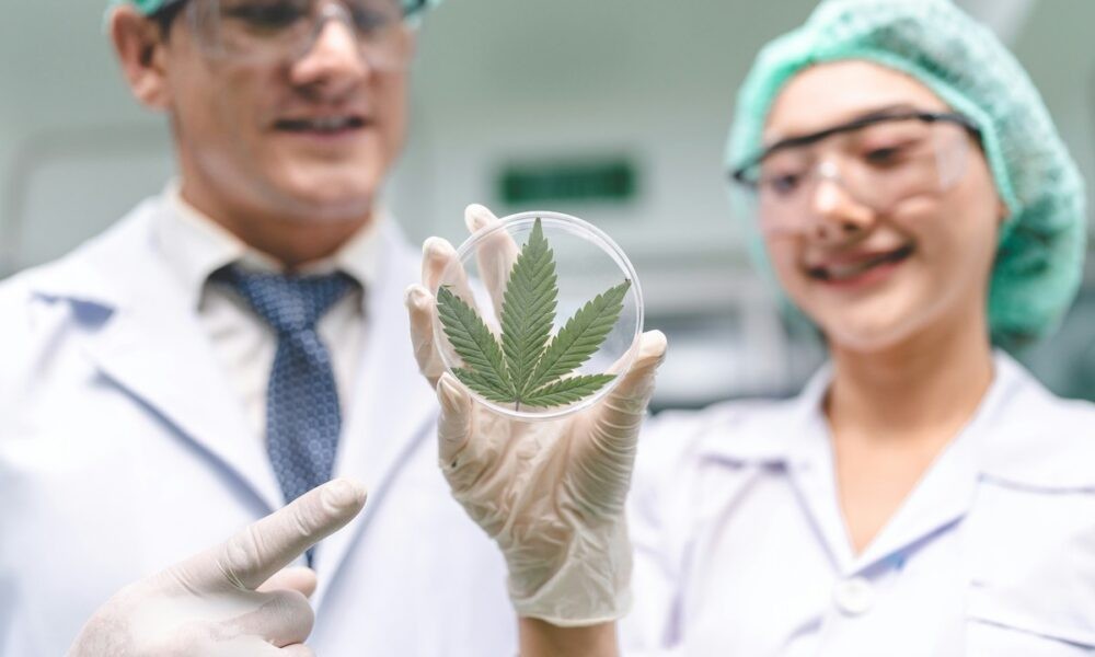 What Do Nurses Need to Know About Medical Marijuana and Its Clinical Implications?